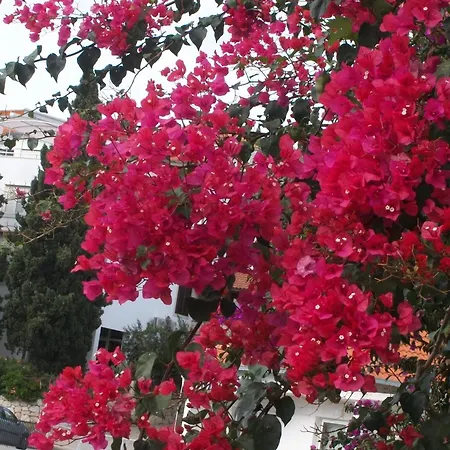 ゲストハウス Surlin 3*