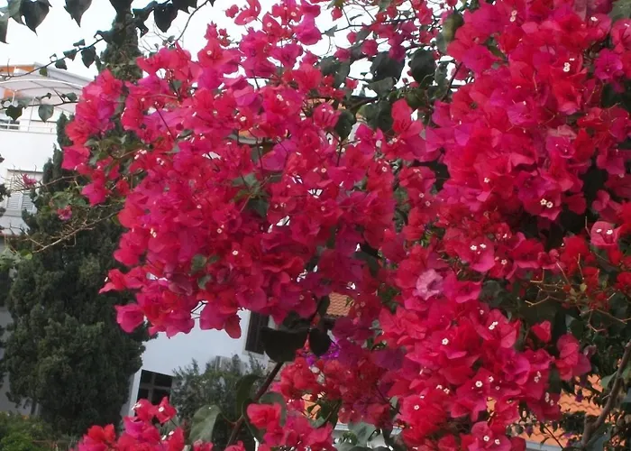 Gostinjska kuća Surlin 3*