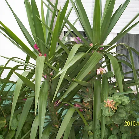 Guest house Surlin